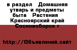  в раздел : Домашняя утварь и предметы быта » Растения . Красноярский край,Сосновоборск г.